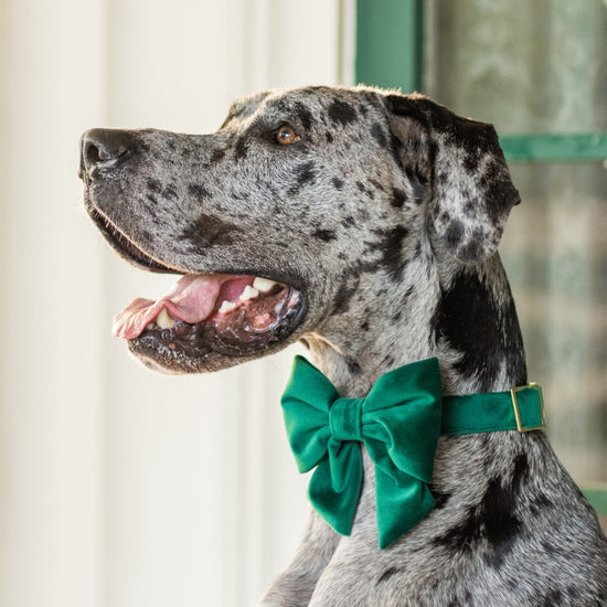 Forest Green Velvet Lady Dog Bow from The Foggy Dog 