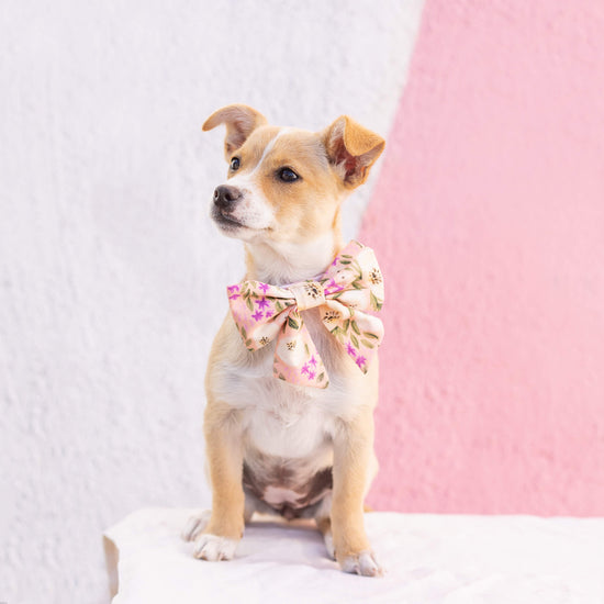 Harper Floral Lady Bow Collar from The Foggy Dog 