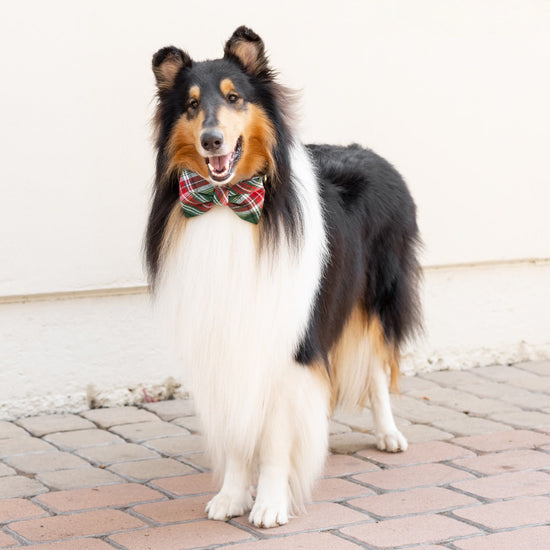 Holly Jolly Flannel Bow Tie Collar from The Foggy Dog 