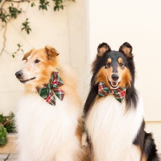 Holly Jolly Flannel Dog Bow Tie from The Foggy Dog 