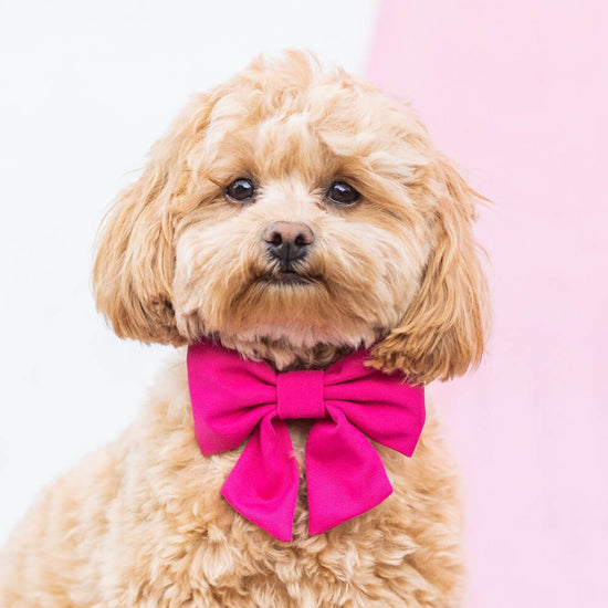 Hot Pink Lady Bow Collar from The Foggy Dog 