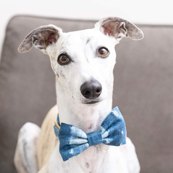 #Modeled by Arnie (28lbs) in a Small collar and Large bow tie
