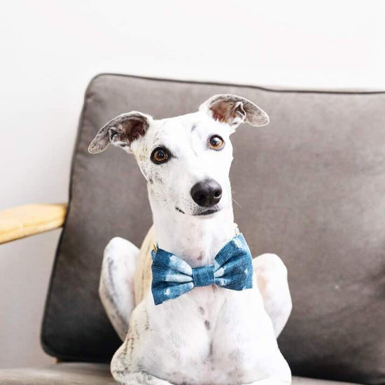 #Modeled by Arnie (28lbs) in a Large bow tie