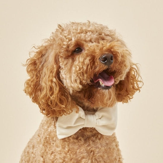 Ivory Velvet Bow Tie Collar from The Foggy Dog 