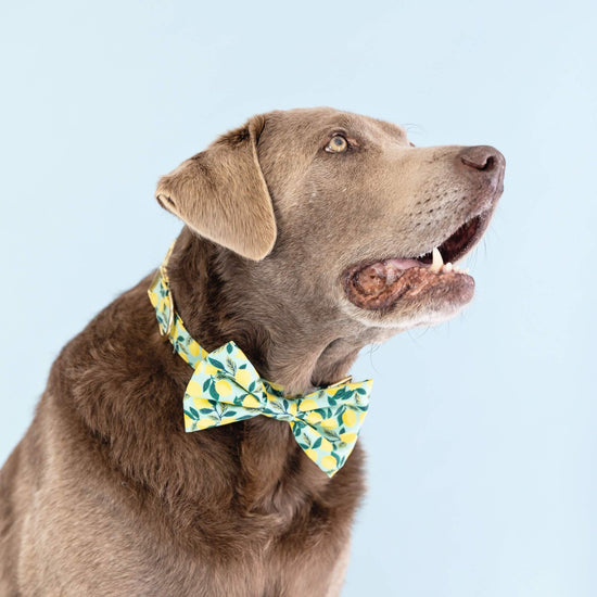Lemon Zest Bow Tie Collar from The Foggy Dog 