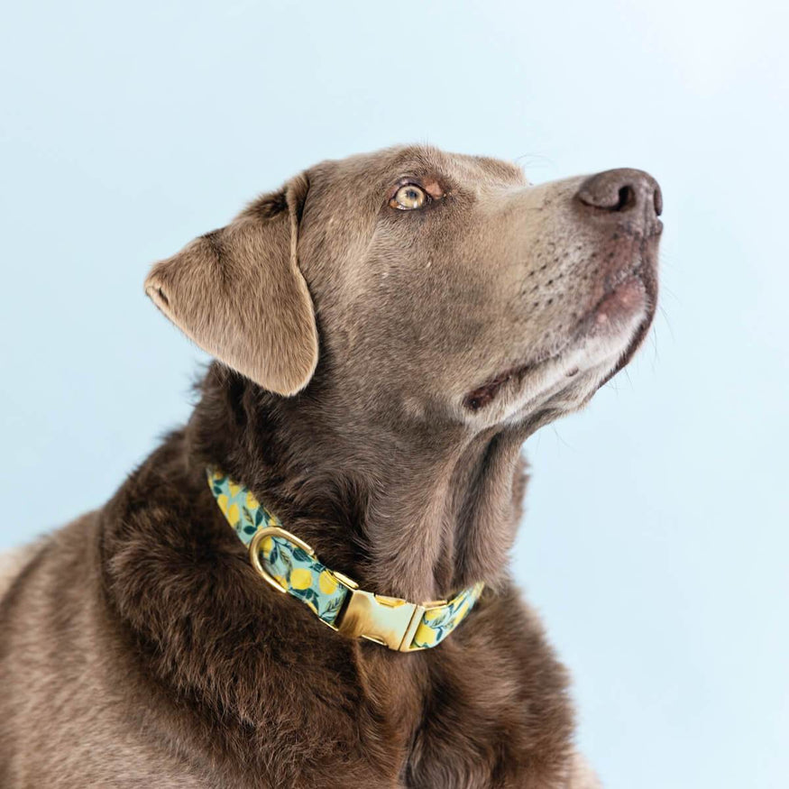 Lemon Zest Dog Collar – The Foggy Dog