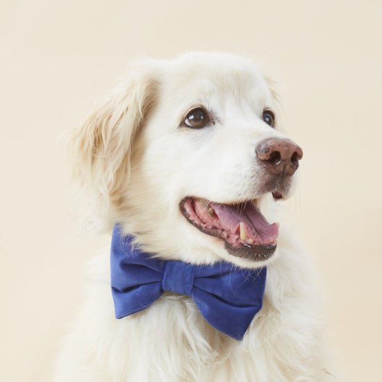 #Modeled by Mirage (30lbs) in a Medium collar and Large bow tie