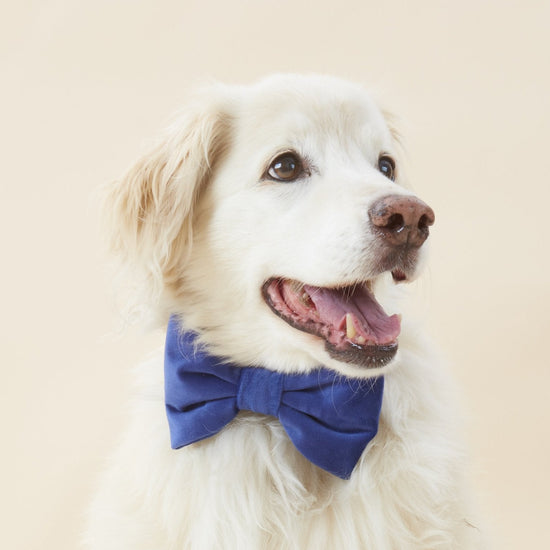 #Modeled by Mirage (30lbs) in a Large bow tie