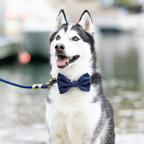 Ocean Bow Tie Collar from The Foggy Dog 