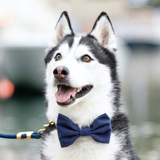 Ocean Dog Bow Tie from The Foggy Dog 