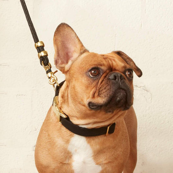 Onyx Dog Collar from The Foggy Dog 