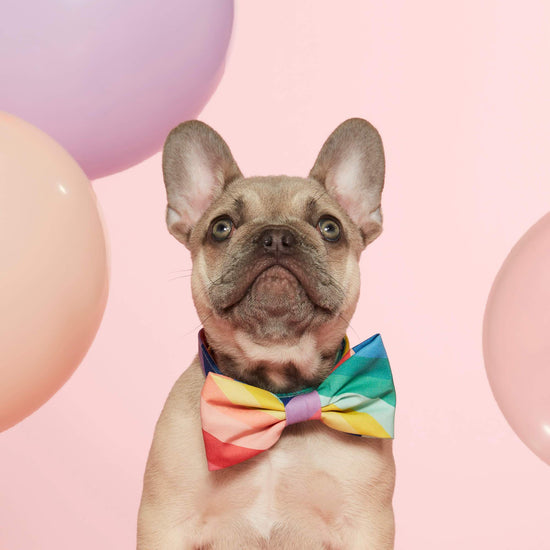 #Modeled in a Small collar and Large bow tie