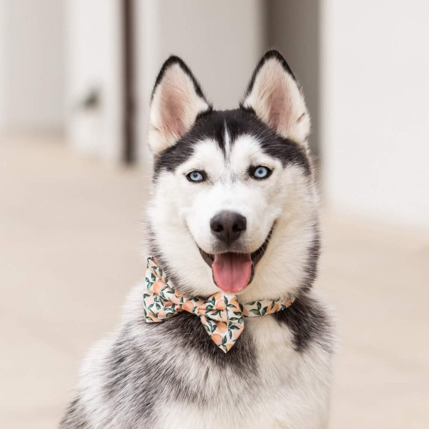 Colette Dark Pine Metallic Floral Dog Bow Tie – The Foggy Dog