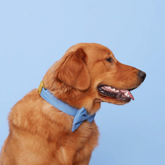 Periwinkle Bow Tie Collar from The Foggy Dog 