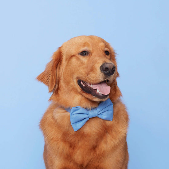 Periwinkle Dog Bow Tie from The Foggy Dog 