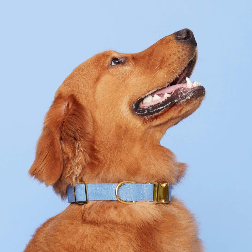 Blue Roses Dog Collar – The Foggy Dog