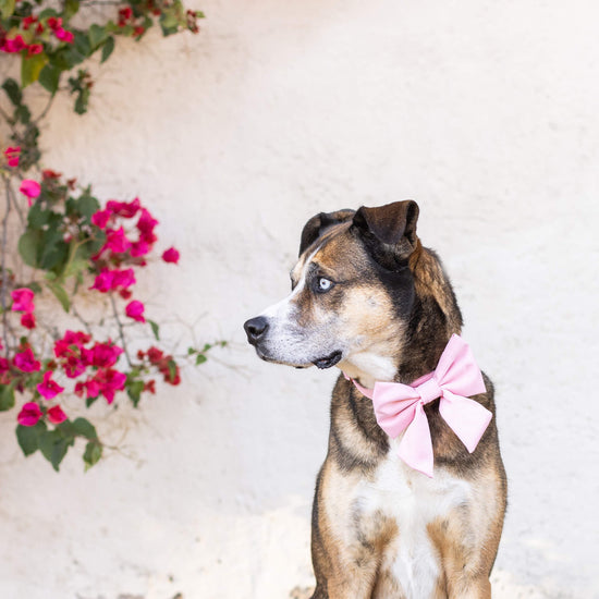 Petal Pink Dog Collar from The Foggy Dog 