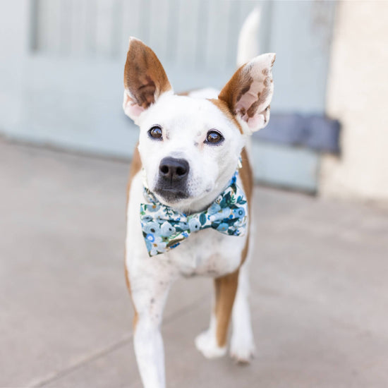 Petite Petals Blue Dog Bow Tie from The Foggy Dog 