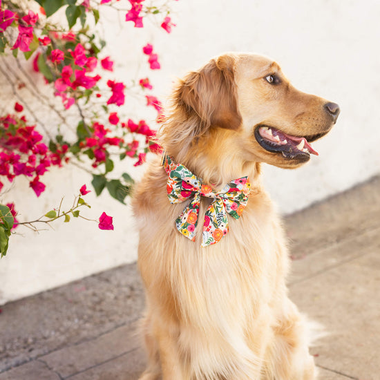 Petite Petals Dog Collar from The Foggy Dog 