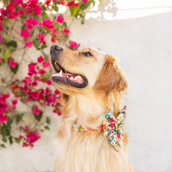 Petite Petals Lady Bow Collar from The Foggy Dog 