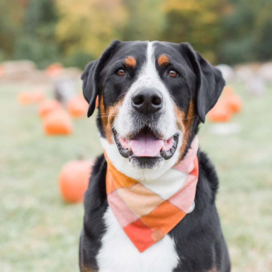 Pumpkin Spice Flannel Dog Bandana – The Foggy Dog