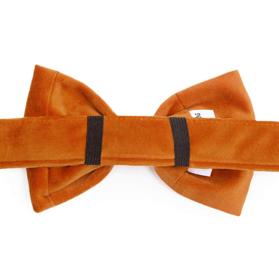 Pumpkin Velvet Bow Tie Collar from The Foggy Dog 