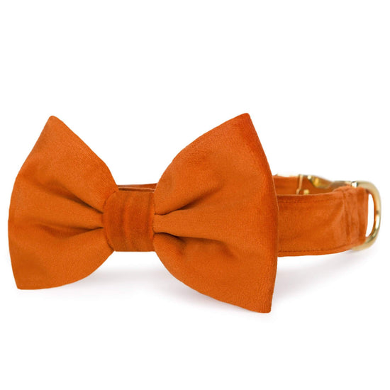 Pumpkin Velvet Bow Tie Collar from The Foggy Dog 
