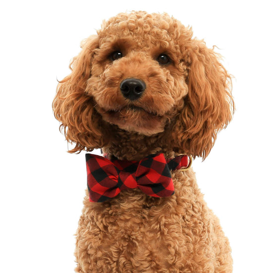 Red and Black Buffalo Check Dog Bow Tie from The Foggy Dog 