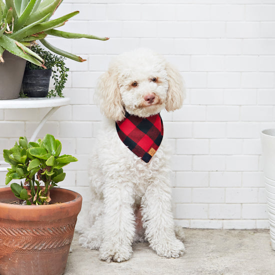 Red and Black Buffalo Check Flannel Dog Bandana from The Foggy Dog 