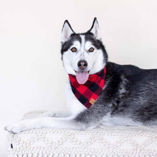 Red and Black Buffalo Check Flannel Dog Bandana from The Foggy Dog 