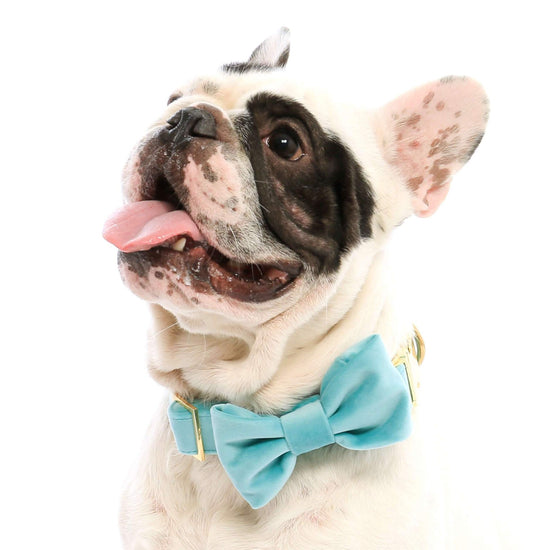 #Modeled by Chubbington (25lbs) in a Medium collar and Small bow tie
