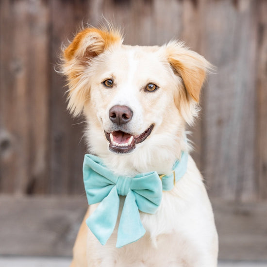 #Modeled by Holly (40lbs) in a Medium collar and Large lady bow
