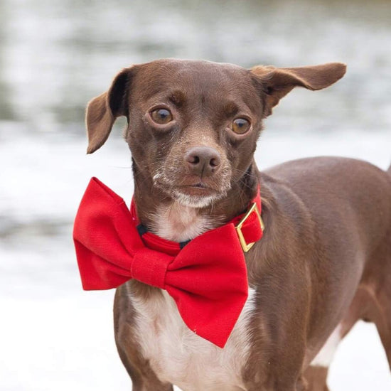 Ruby Bow Tie Collar from The Foggy Dog 