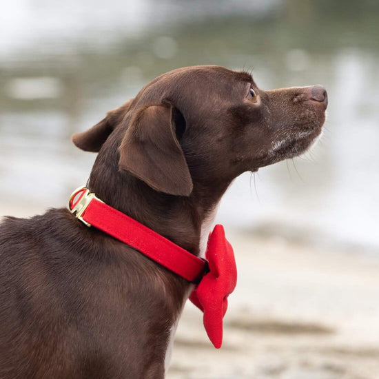 Ruby Bow Tie Collar from The Foggy Dog 