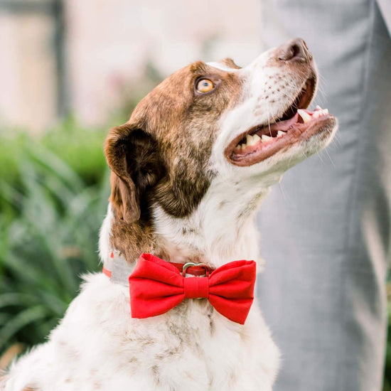 Ruby Dog Bow Tie from The Foggy Dog 