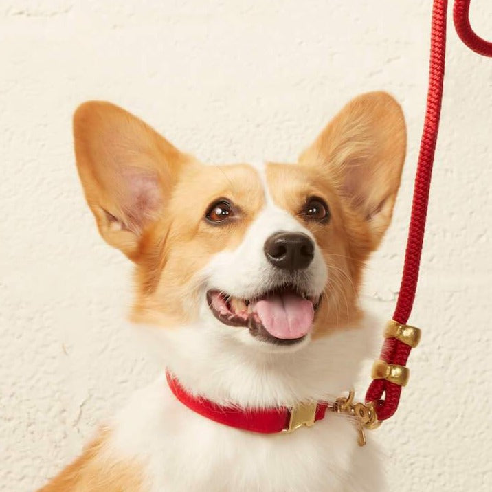 Ruby Dog Color Ruby Dog Collar – The Foggy Dog