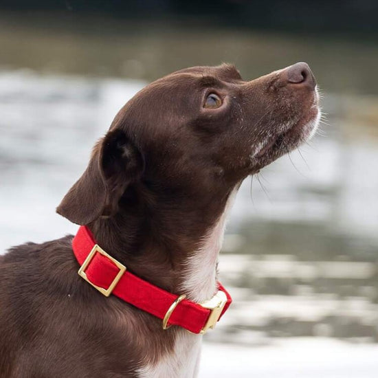 Ruby Dog Collar from The Foggy Dog 