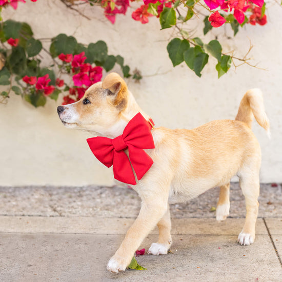 #Modeled by Mandy (5lbs) in an X-Small collar and Large lady bow