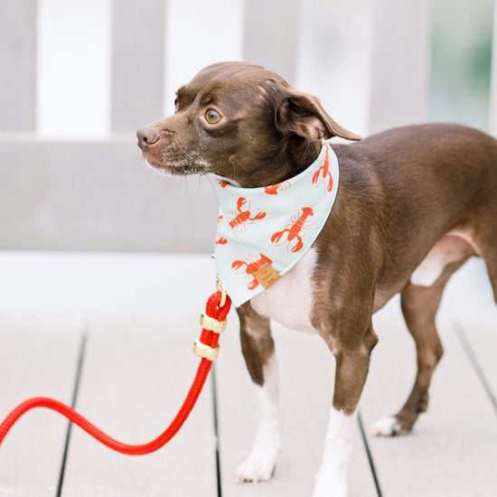 Ruby Marine Rope Dog Leash (Standard/Petite) from The Foggy Dog 