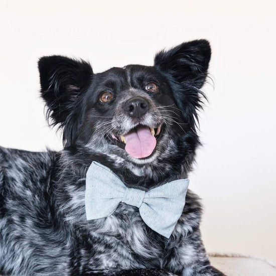 #Modeled by Nyx (24lbs) in a Medium collar and Large bow tie
